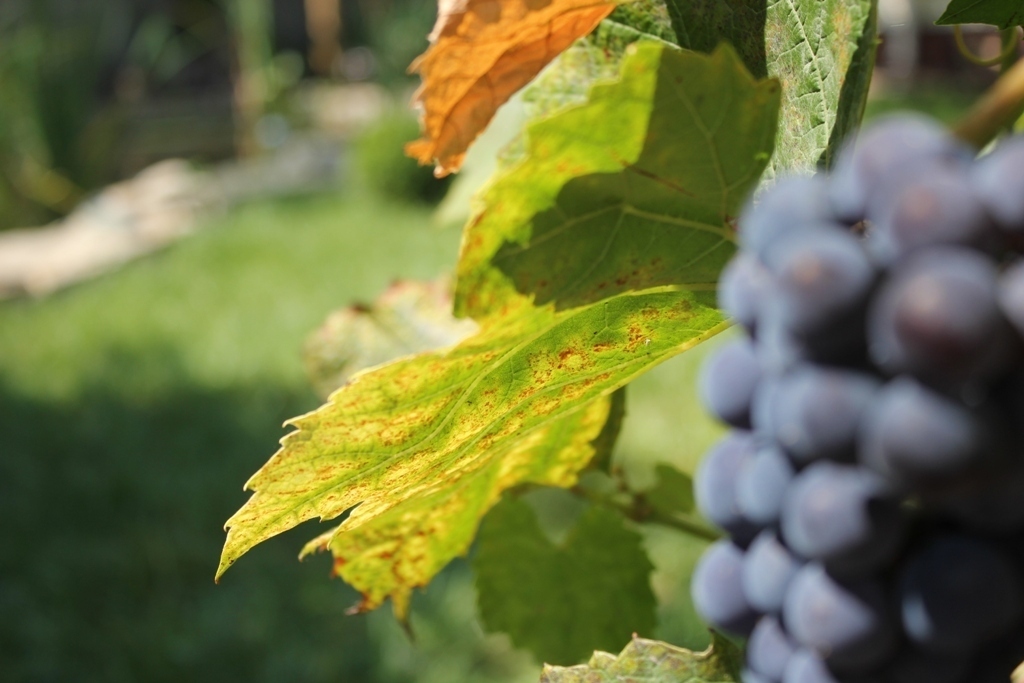 Дом посуточно 96 м², Киевская ул.