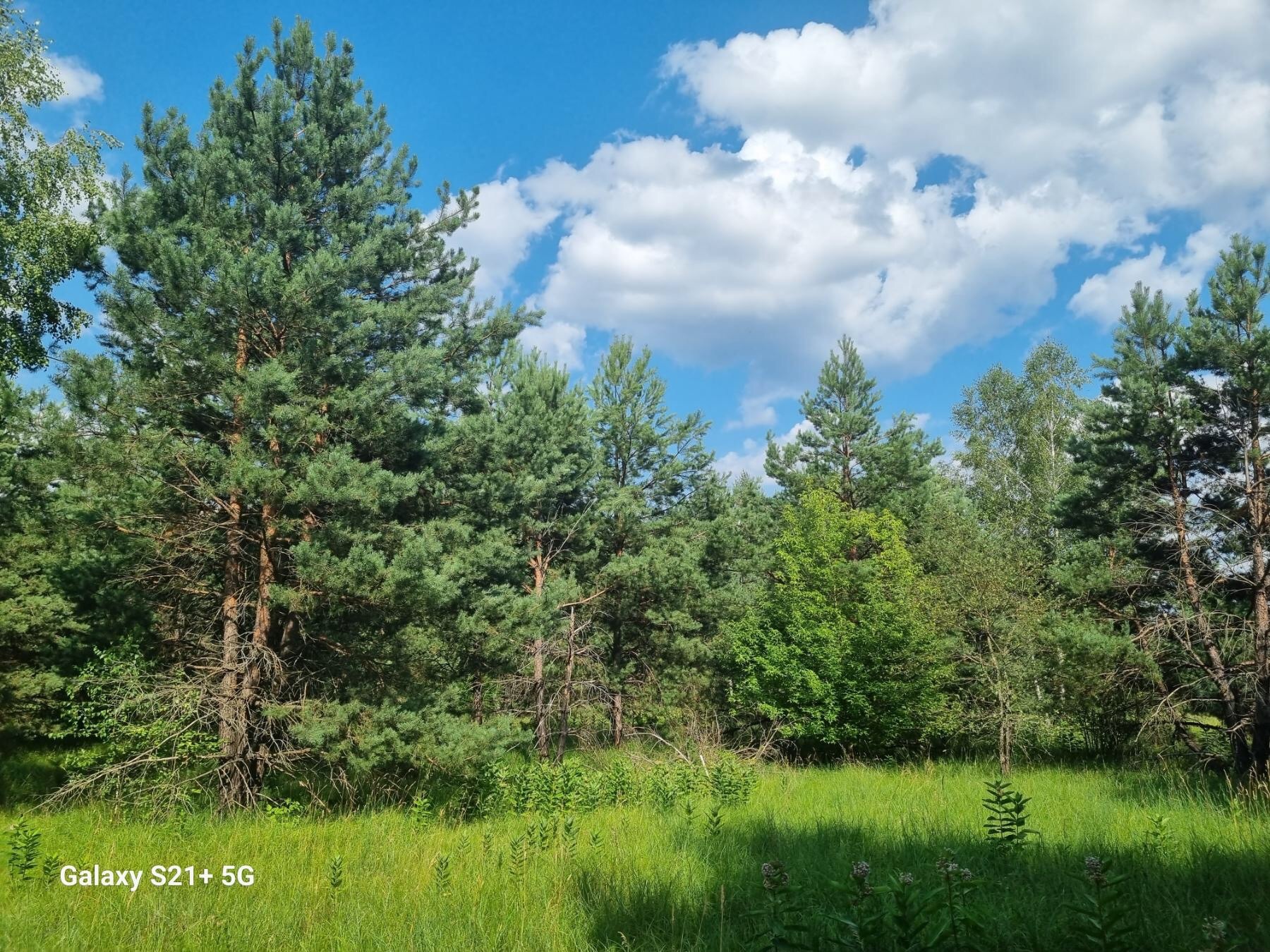 Продаж ділянки під індивідуальне житлове будівництво 24 соток