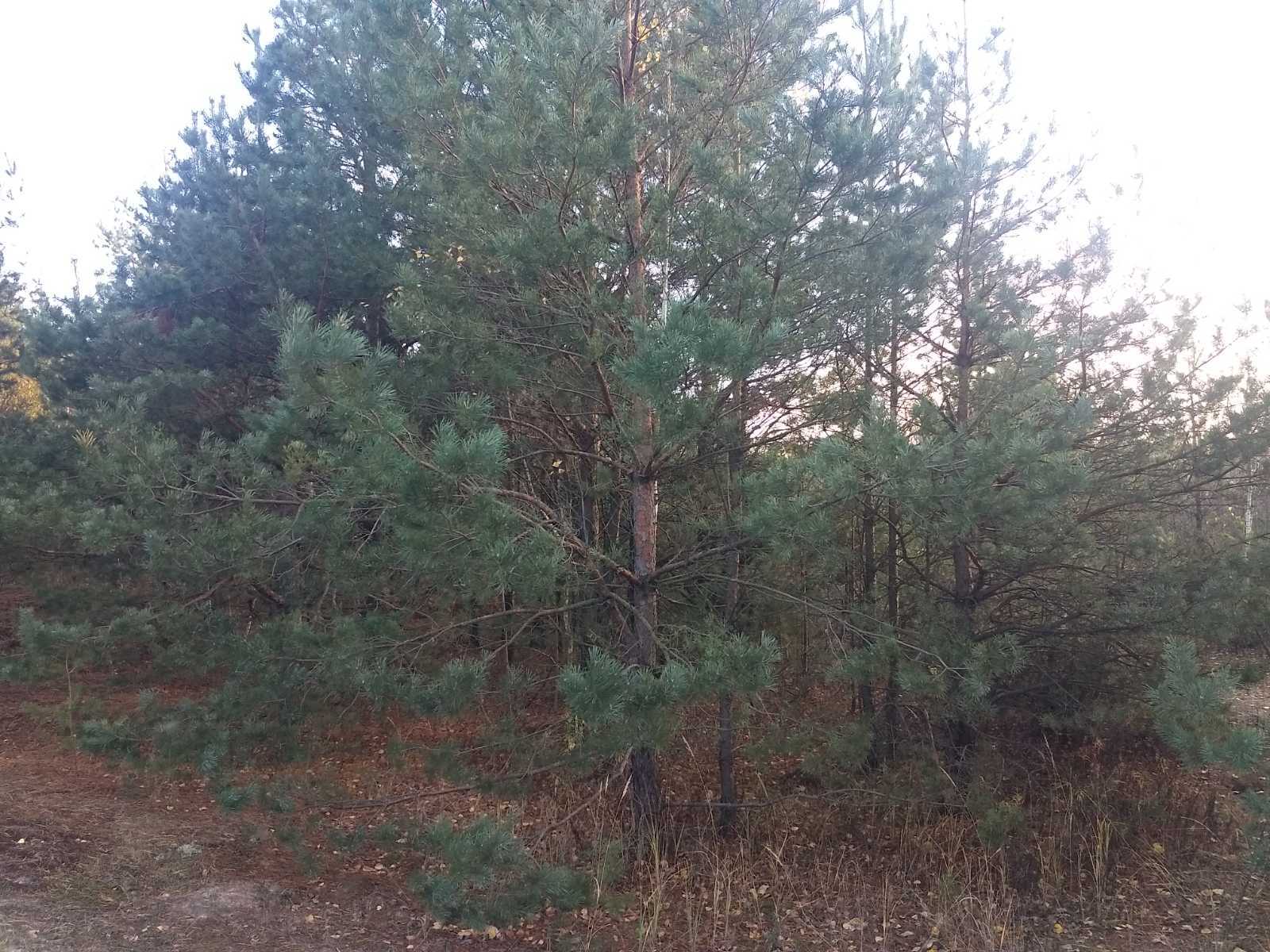 Продаж дачної ділянки 12 соток