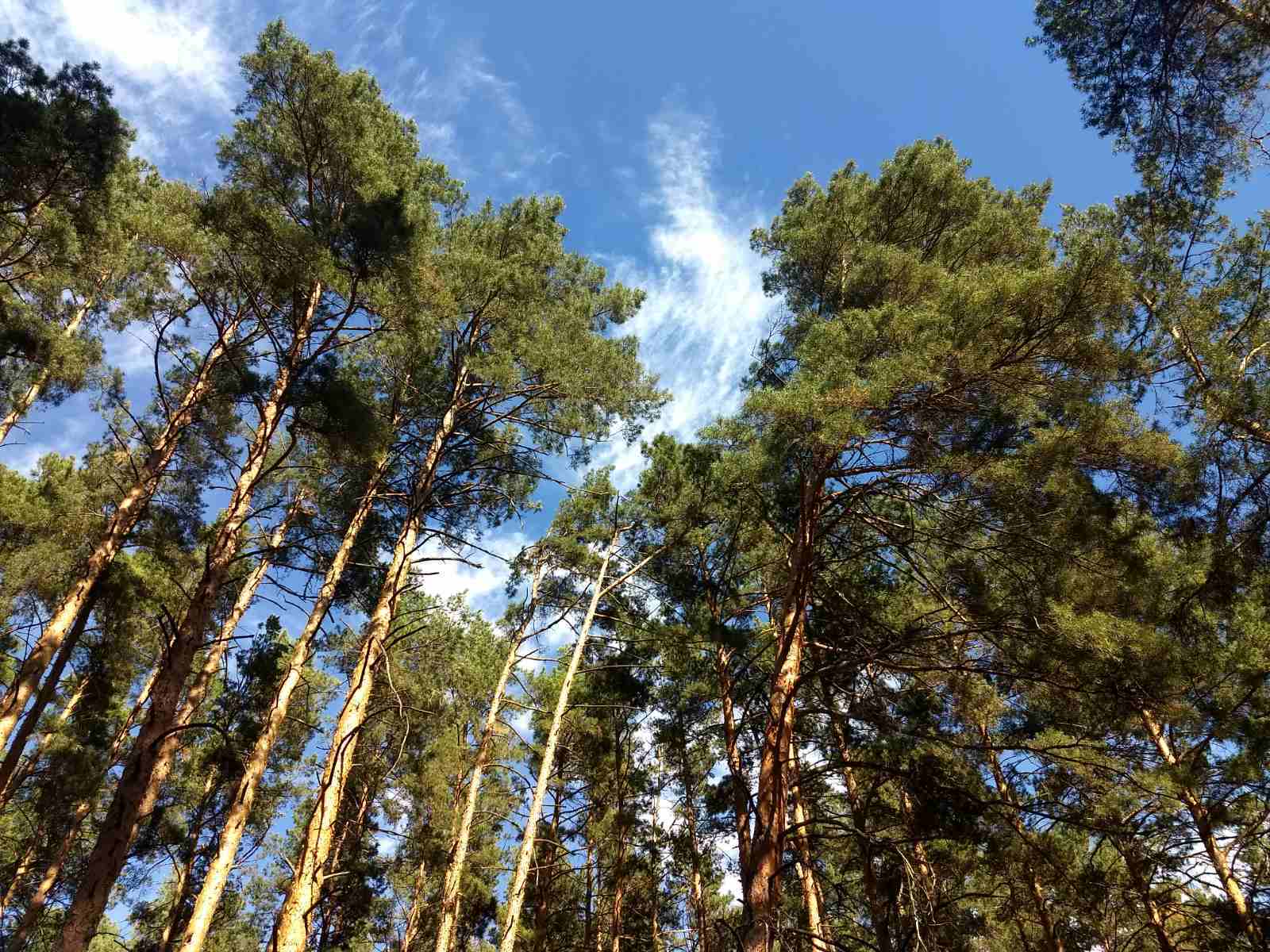 Продаж ділянки під індивідуальне житлове будівництво 50 соток