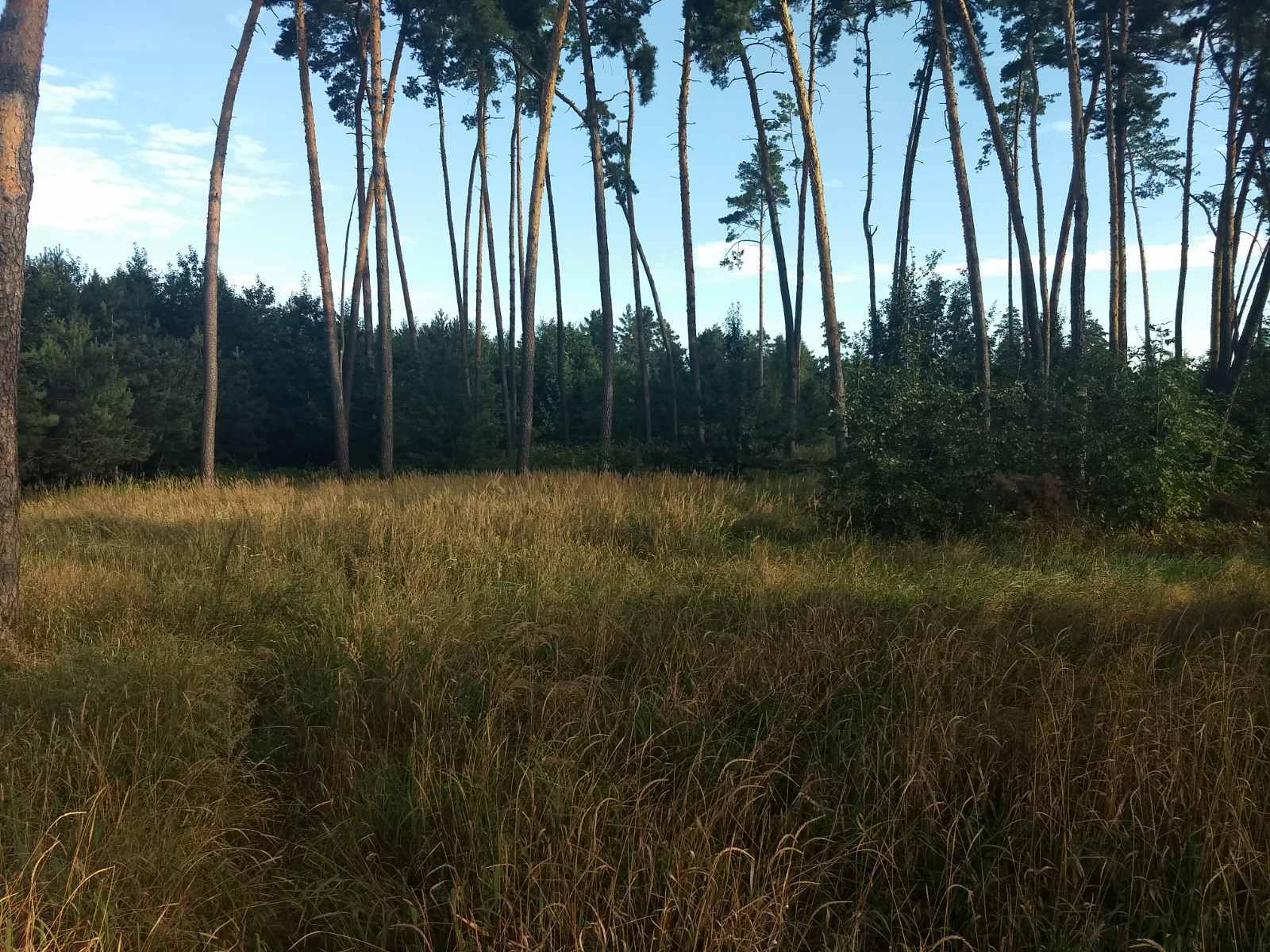 Продаж ділянки під індивідуальне житлове будівництво 50 соток