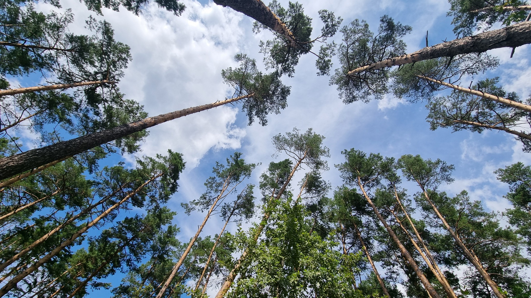 Продаж ділянки під індивідуальне житлове будівництво 15 соток