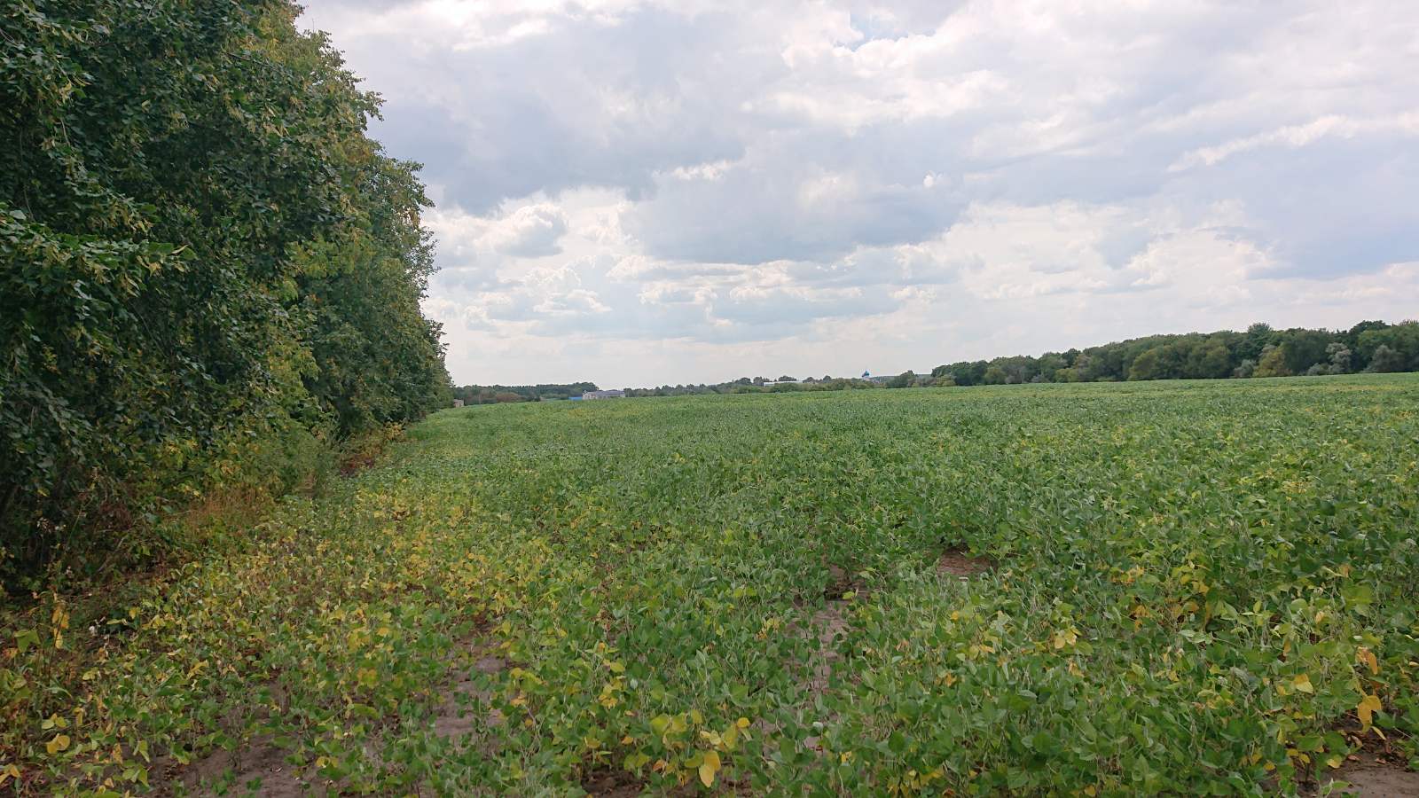 Продаж ділянки під рослинництво 1 соток