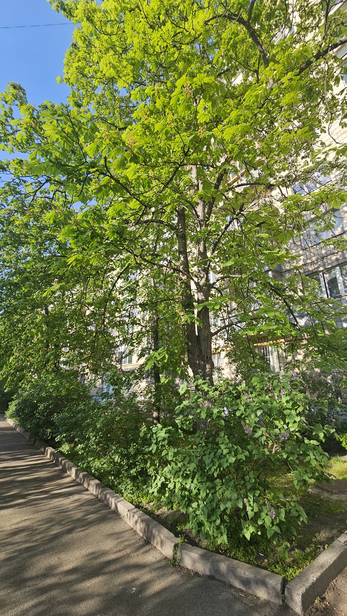 Аренда 1-комнатной квартиры 32 м², Игоря Шамо бул., 7