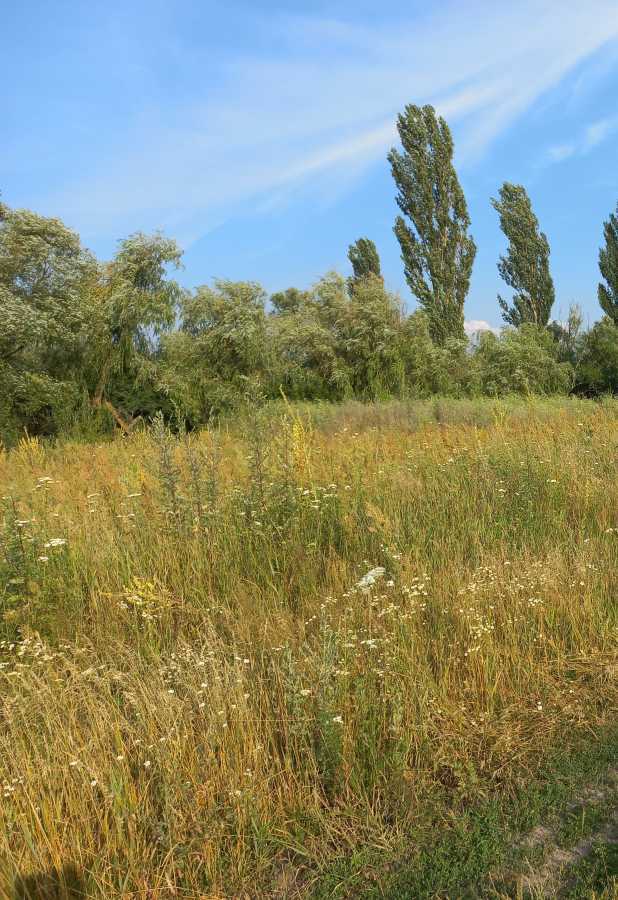 Продаж ділянки під індивідуальне житлове будівництво 25 соток, Лісова