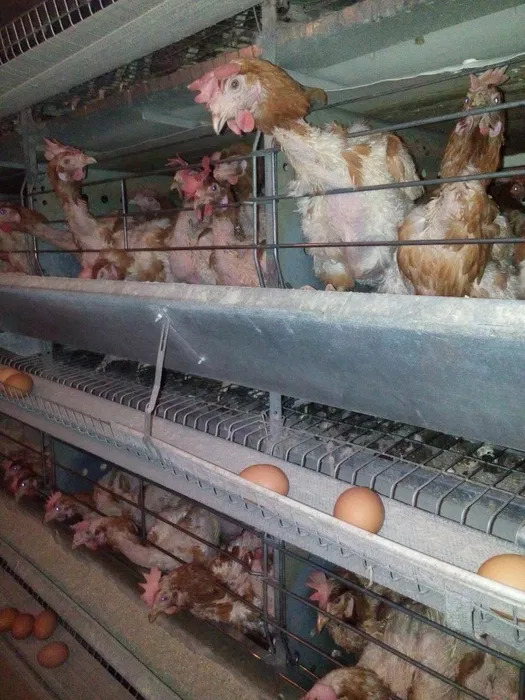 Продажа коммерции 2200 м²