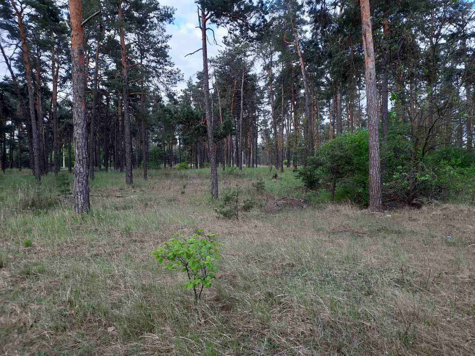 Продаж ділянки під рослинництво 20 соток