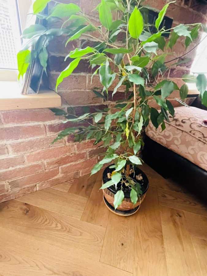 Продажа 1-комнатной квартиры 51 м², Степана Бандеры просп., 27