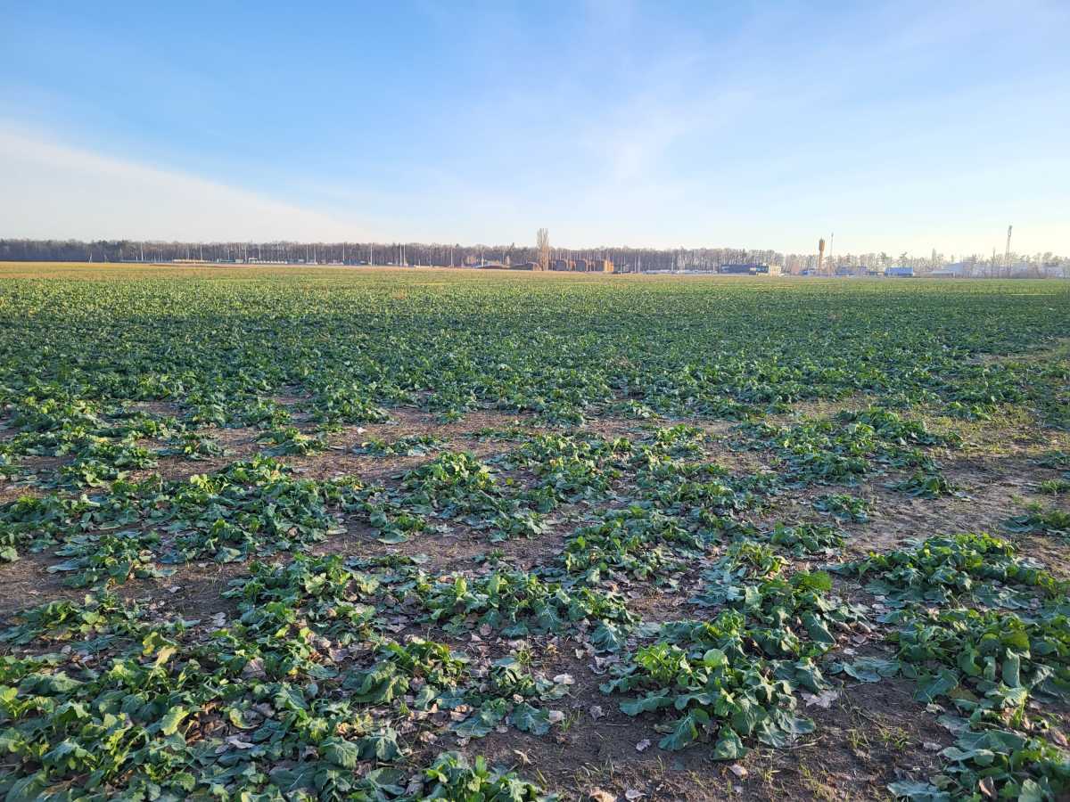 Продажа участка для личного сельского хозяйства 560 соток, Незалежності