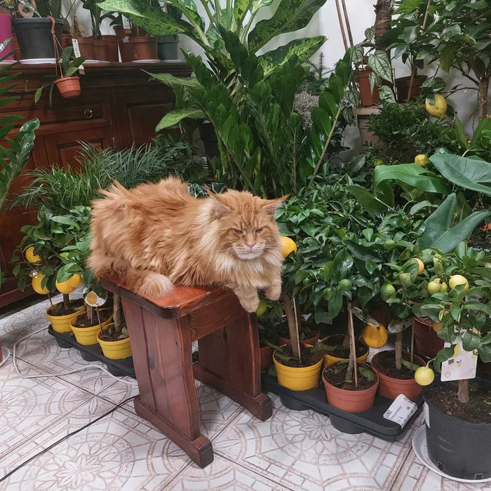 Оренда будинку 400 м², Святошинська вул.