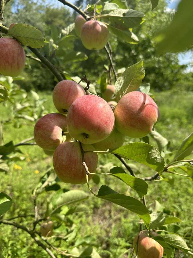 Продажа участка под индивидуальное жилое строительство 6 соток, Виноградная ул.