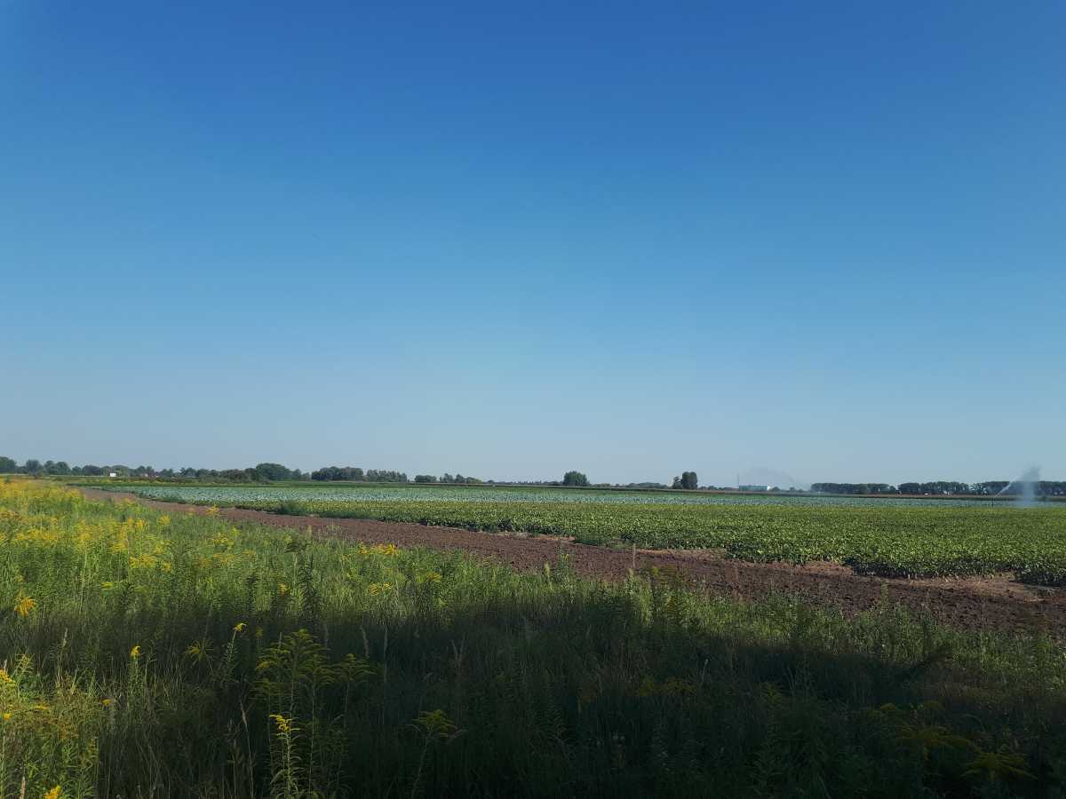 Продаж ділянки для особистого сільського господарства 377 соток, б/н