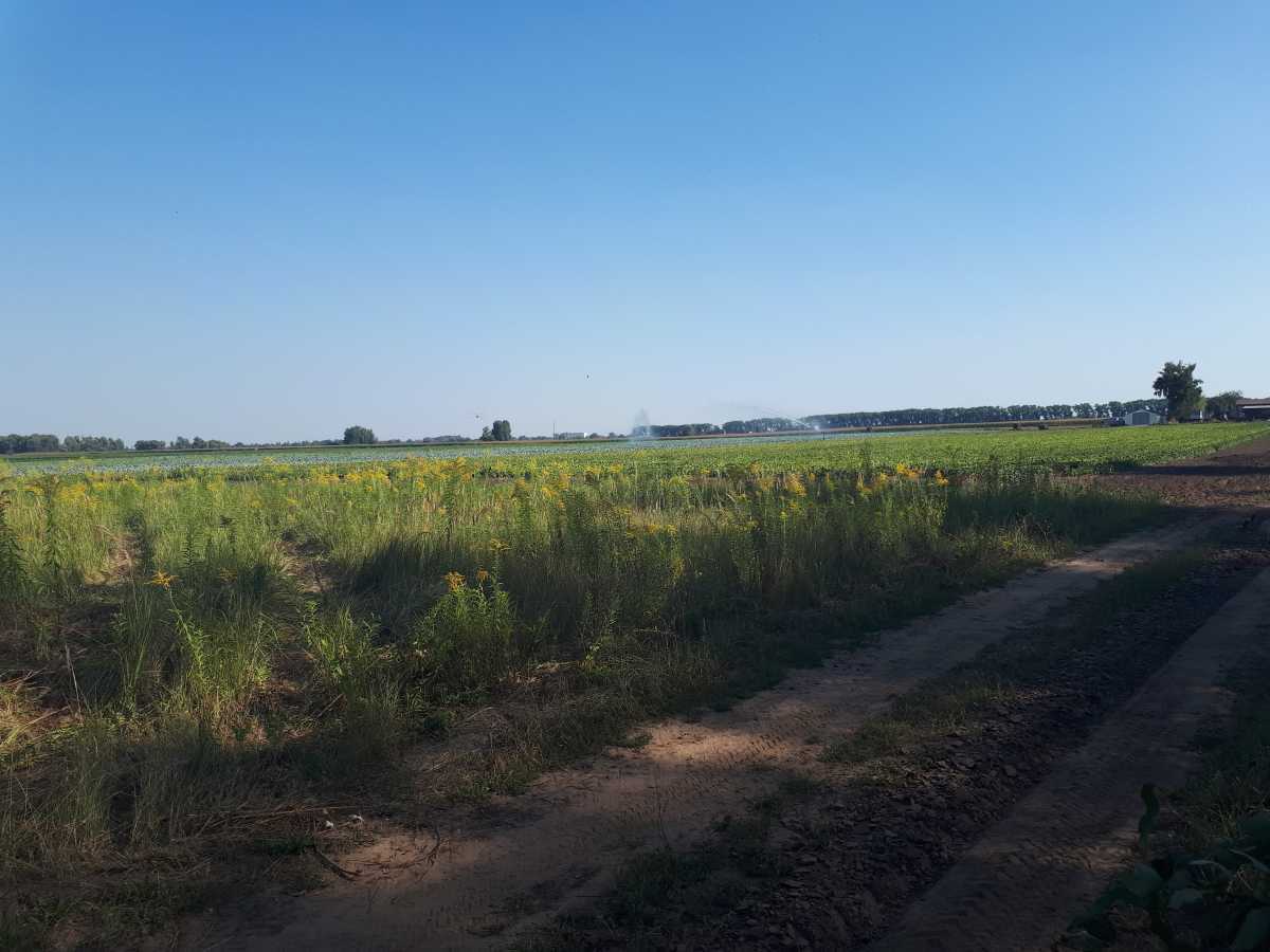 Продаж ділянки для особистого сільського господарства 377 соток, б/н