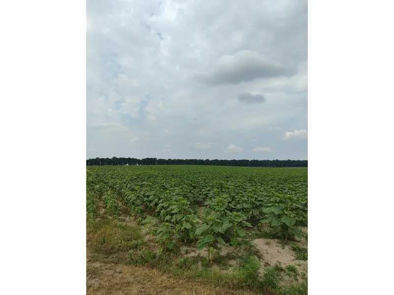 Продаж ділянки для особистого сільського господарства 1519.95 соток, Нова