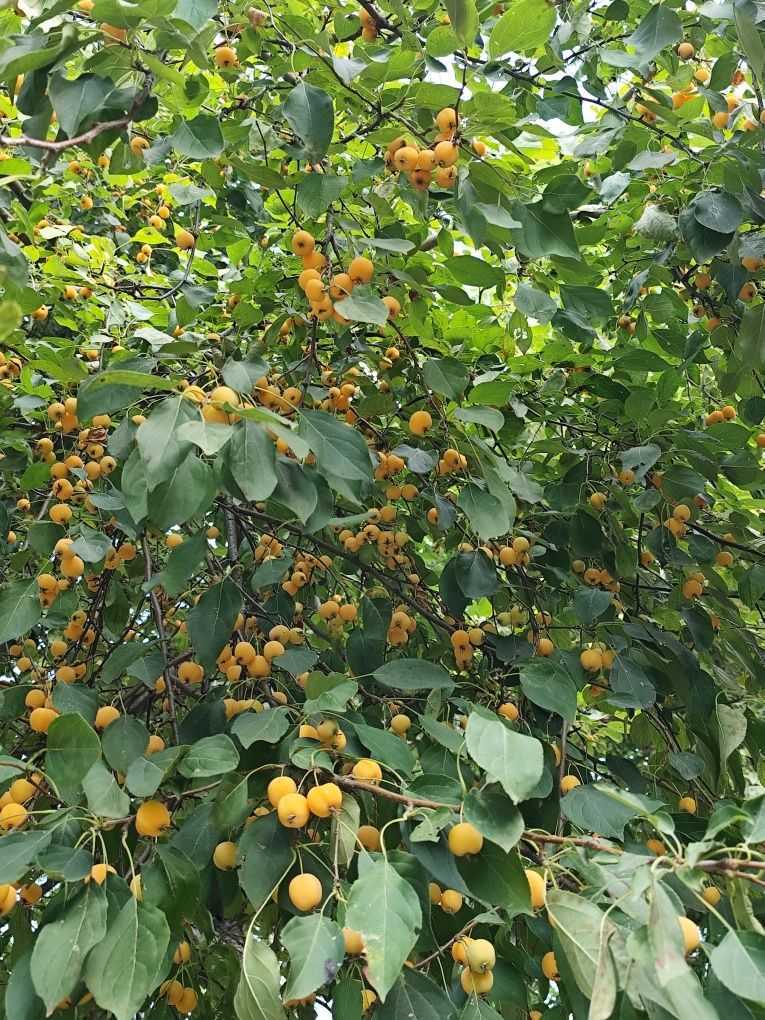 Продажа 1-комнатной квартиры 32 м², Даниила Галицкого ул.