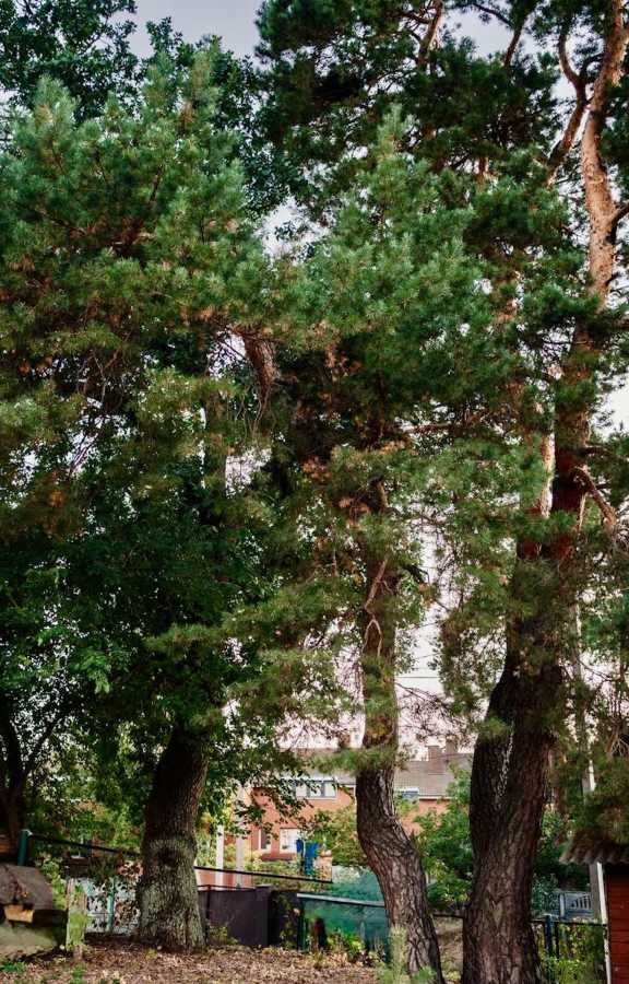 Продаж ділянки під індивідуальне житлове будівництво 20 соток, Малишка 8/1