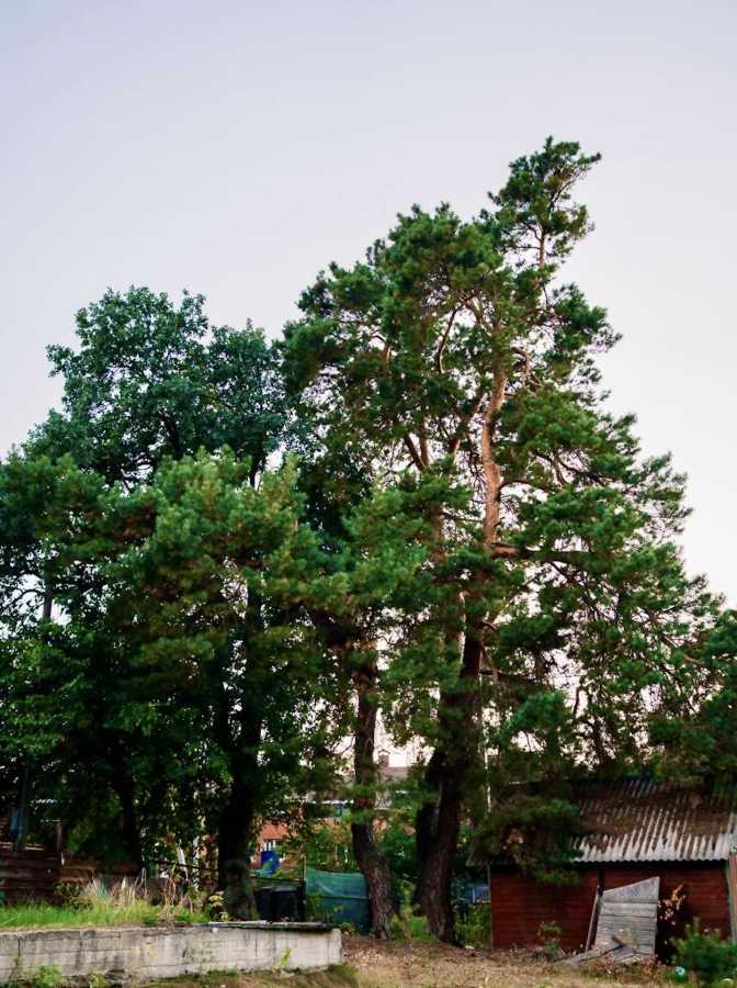 Продаж ділянки під індивідуальне житлове будівництво 20 соток, Малишка 8/1