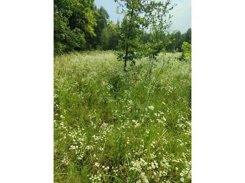 Продаж ділянки для особистого сільського господарства 1446.95 соток, Нова