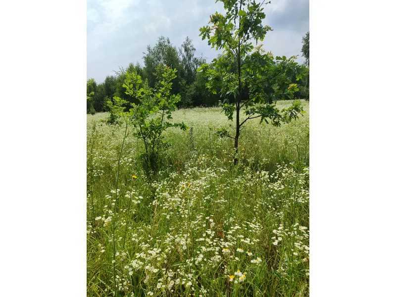 Продаж ділянки для особистого сільського господарства 1446.95 соток, Нова