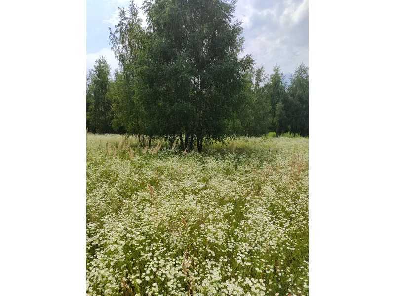 Продаж ділянки для особистого сільського господарства 1446.95 соток, Нова