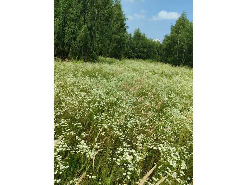 Продаж ділянки для особистого сільського господарства 1446.95 соток, Нова