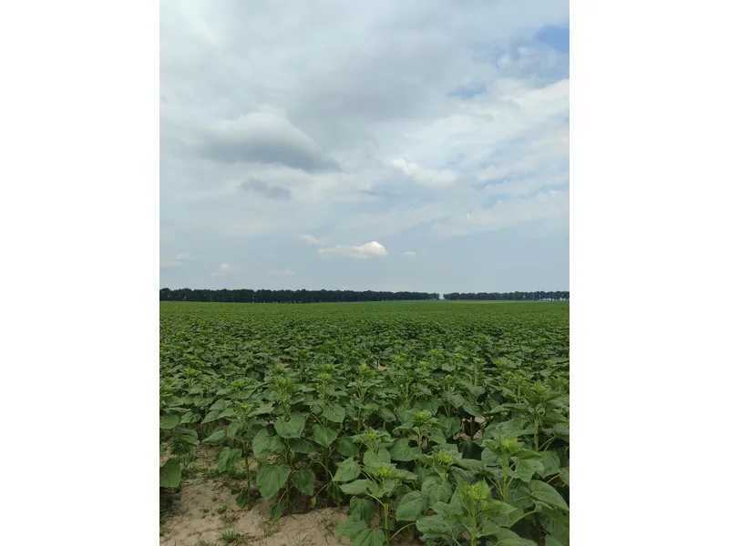 Продаж ділянки для особистого сільського господарства 1519.95 соток, Нова