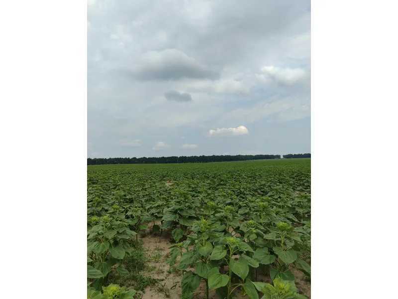 Продаж ділянки для особистого сільського господарства 1519.95 соток, Нова