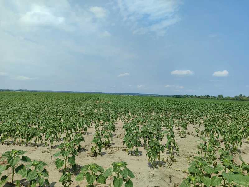 Продаж ділянки для особистого сільського господарства 1689.42 соток, Нова