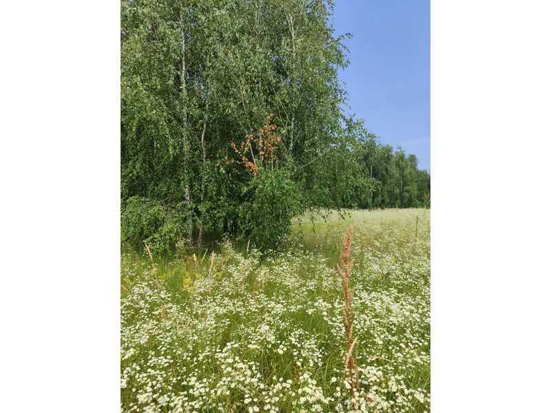 Продаж ділянки для особистого сільського господарства 1689.42 соток, Нова