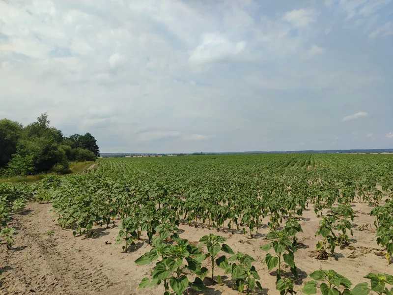 Продаж ділянки для особистого сільського господарства 1689.42 соток, Нова