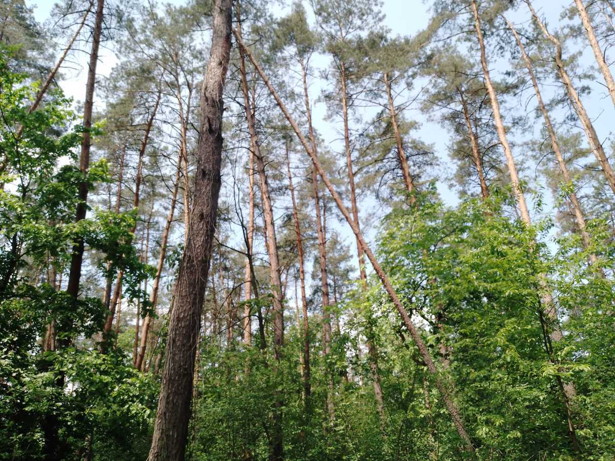 Продаж ділянки під індивідуальне житлове будівництво 9 соток, Синьоозерна вул.