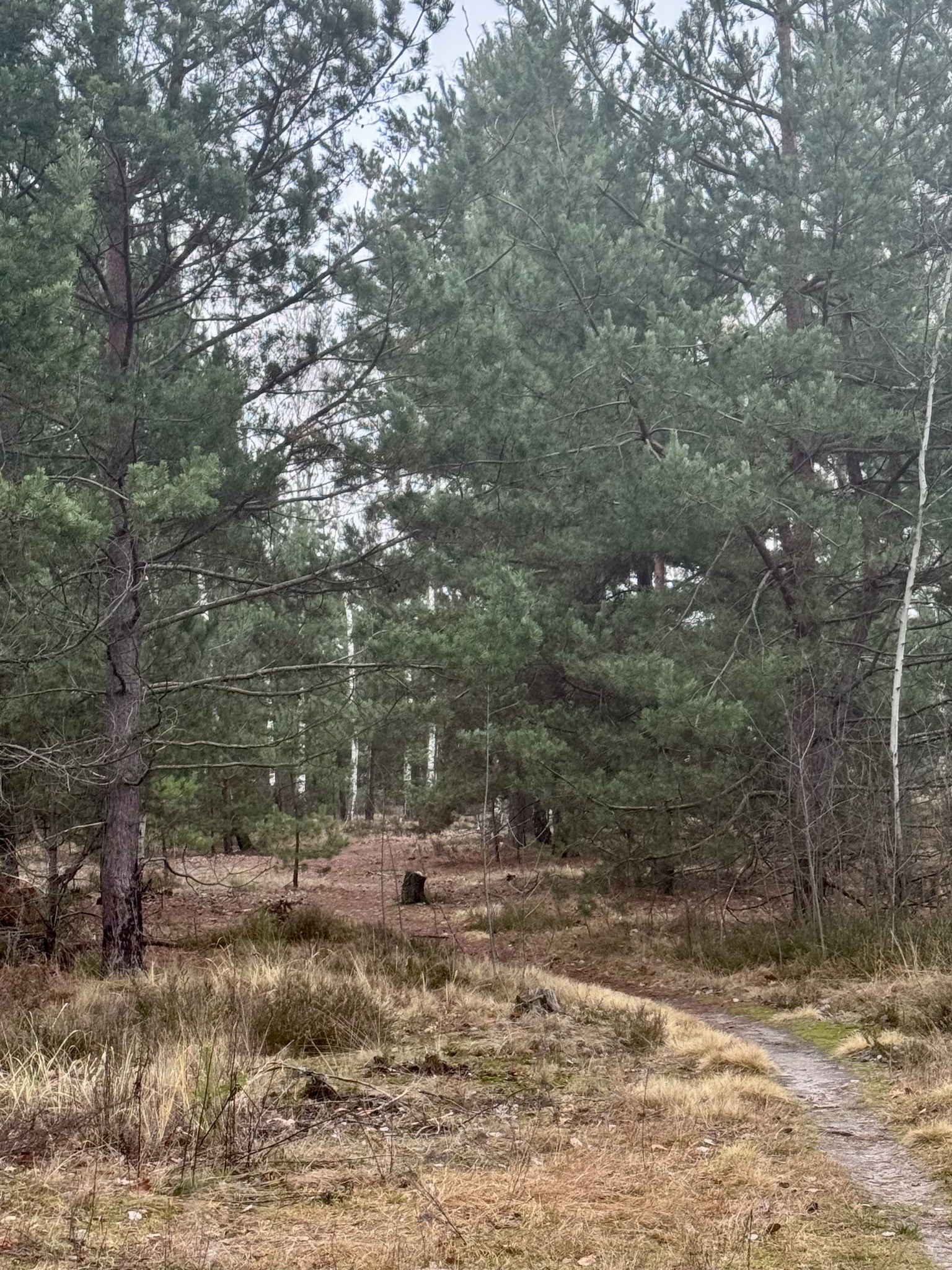 Продажа дачного участка 6 соток