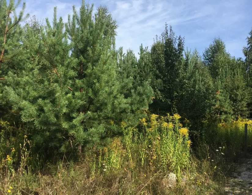 Продаж ділянки під індивідуальне житлове будівництво 15 соток, Звенигородська