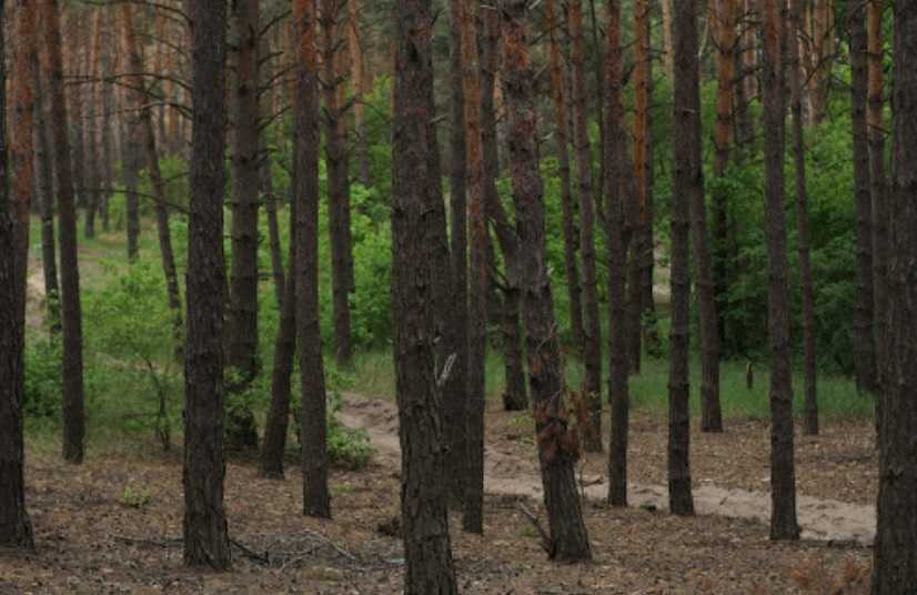 Продажа участка для строительства гостиниц 74 соток, б/н