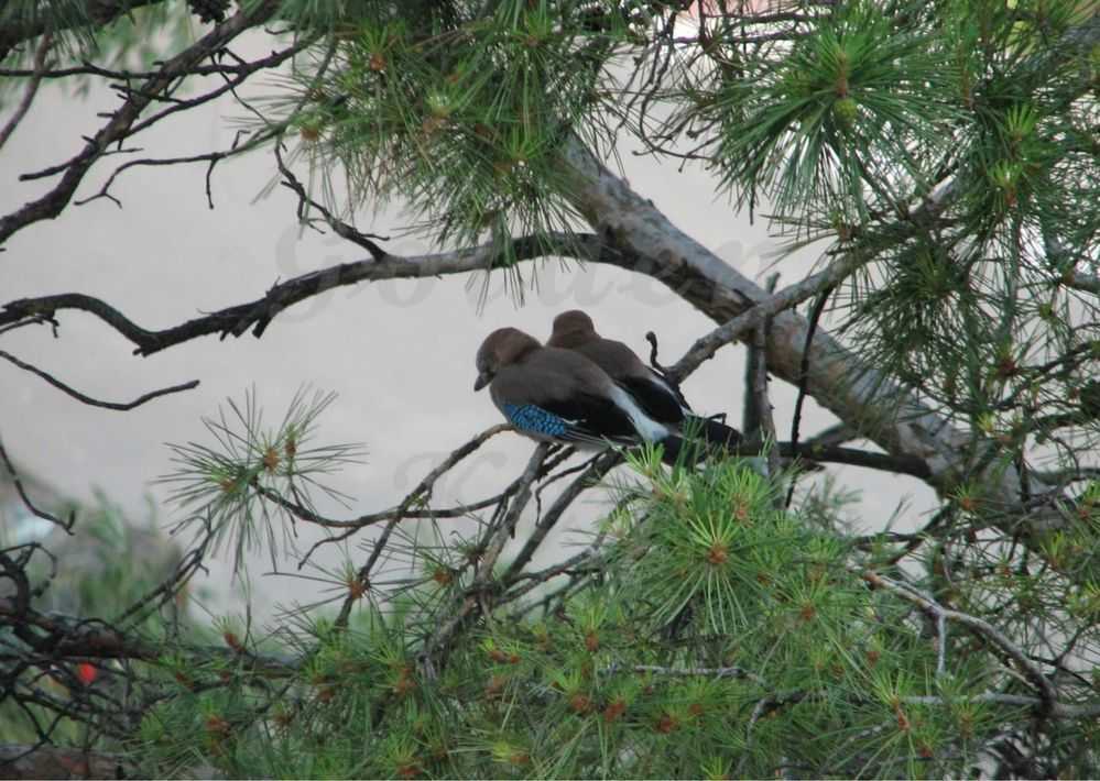 Продаж ділянки під індивідуальне житлове будівництво 110 соток, Степова