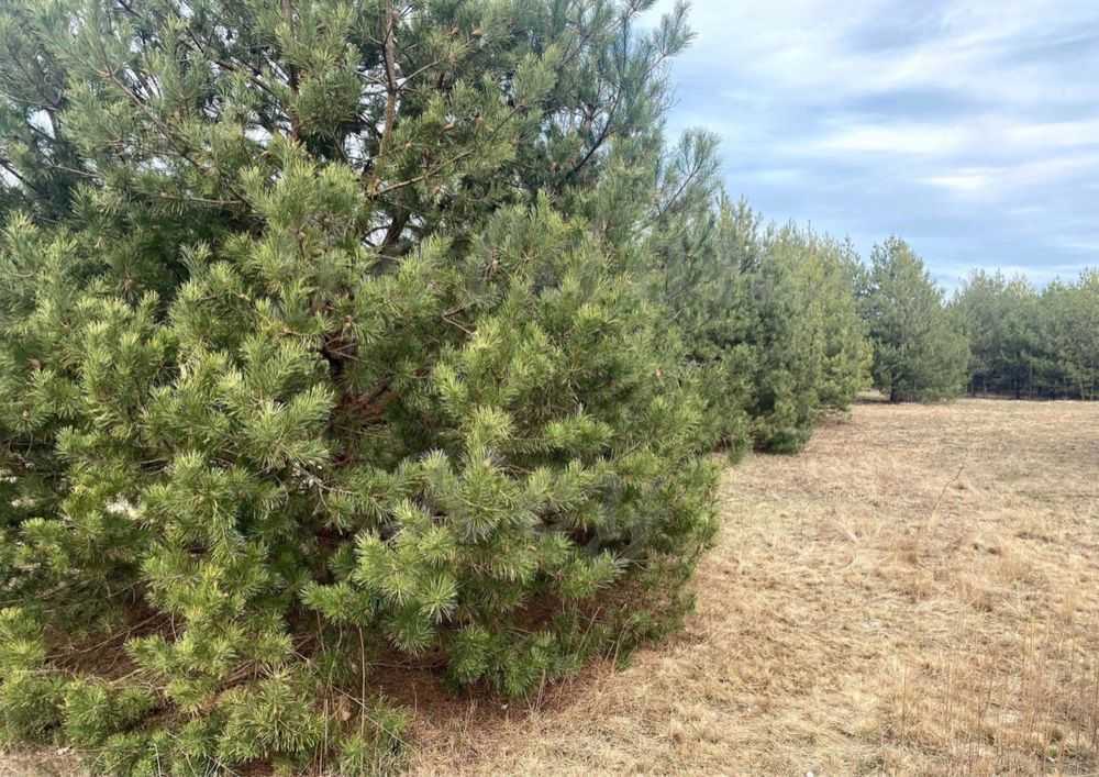 Продаж ділянки під індивідуальне житлове будівництво 110 соток, Степова