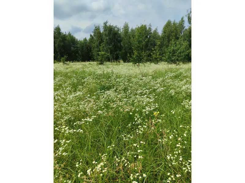 Продаж ділянки для особистого сільського господарства 1689.42 соток, Нова