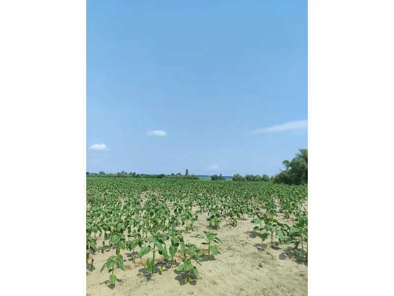 Продаж ділянки для особистого сільського господарства 1689.42 соток, Нова