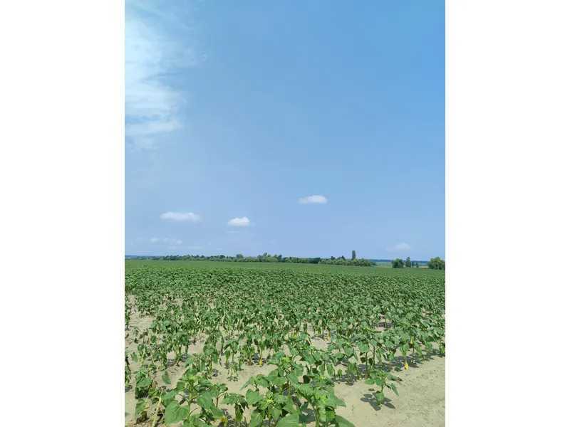 Продаж ділянки для особистого сільського господарства 1689.42 соток, Нова