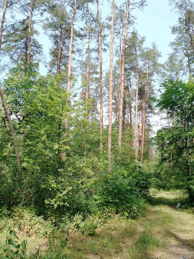 Продажа участка под индивидуальное жилое строительство 9 соток, Синеозерная ул.