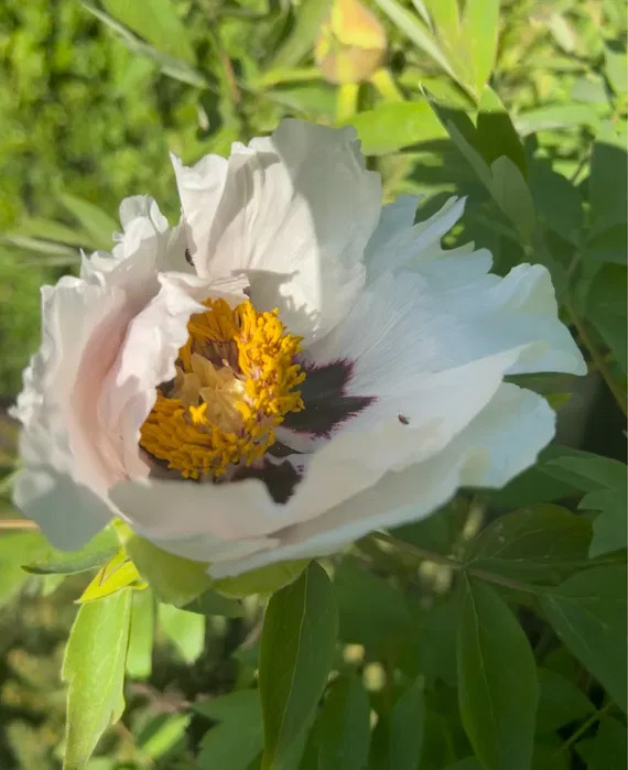 Аренда дома 300 м², Евгения Харченко ул.