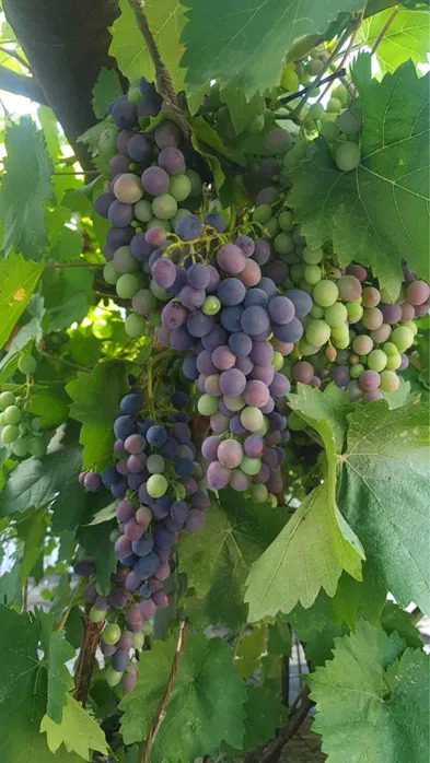 Аренда дома 300 м², Евгения Харченко ул.