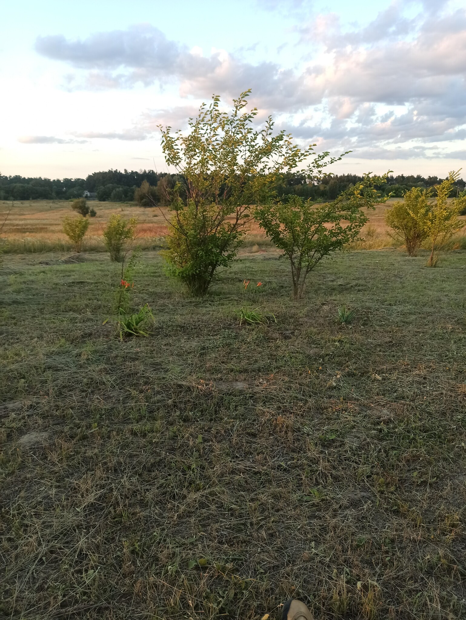 Продаж ділянки під індивідуальне житлове будівництво 17 соток, Рубежіка вул.Наталії Ужвій