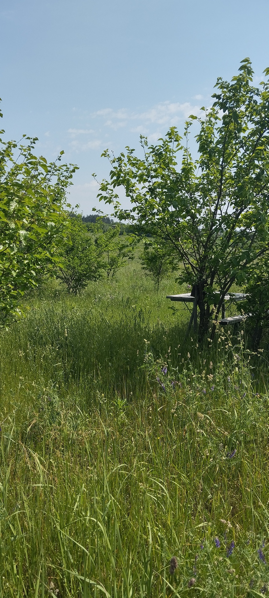 Продаж ділянки під індивідуальне житлове будівництво 17 соток, Рубежіка вул.Наталії Ужвій