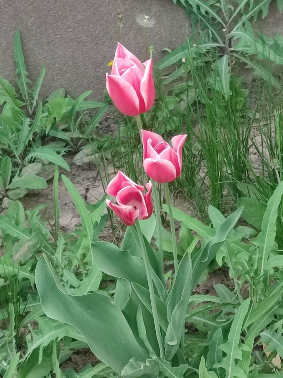 Аренда 3-комнатной квартиры 100 м², Розовая ул., 22 ул