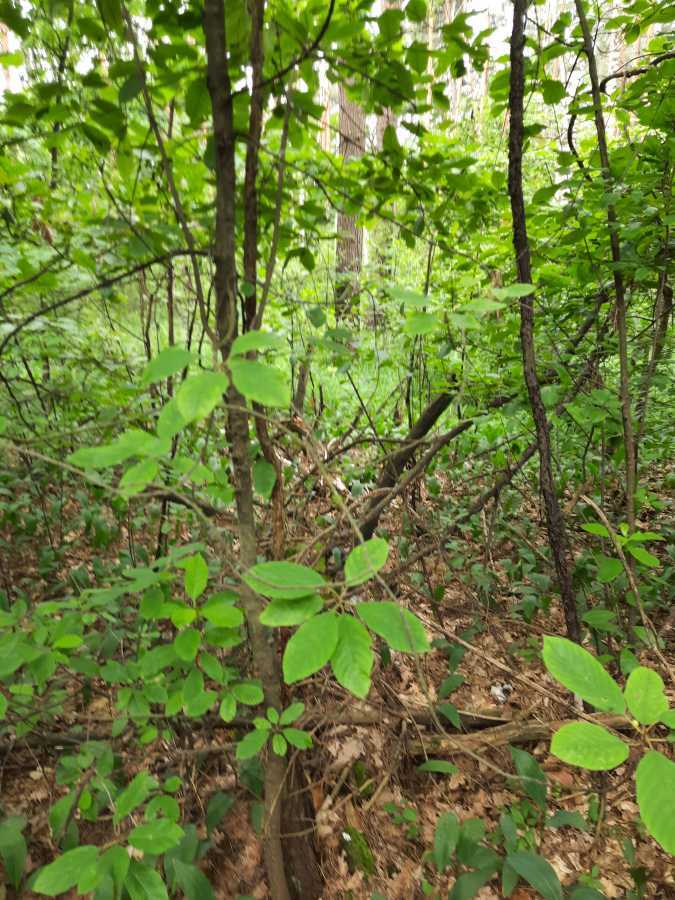 Продажа участка для строительства гостиниц 74 соток, б/н