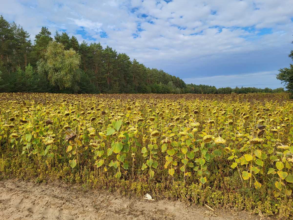 Продажа участка для личного сельского хозяйства 200 соток, Вороньков, улица б/н