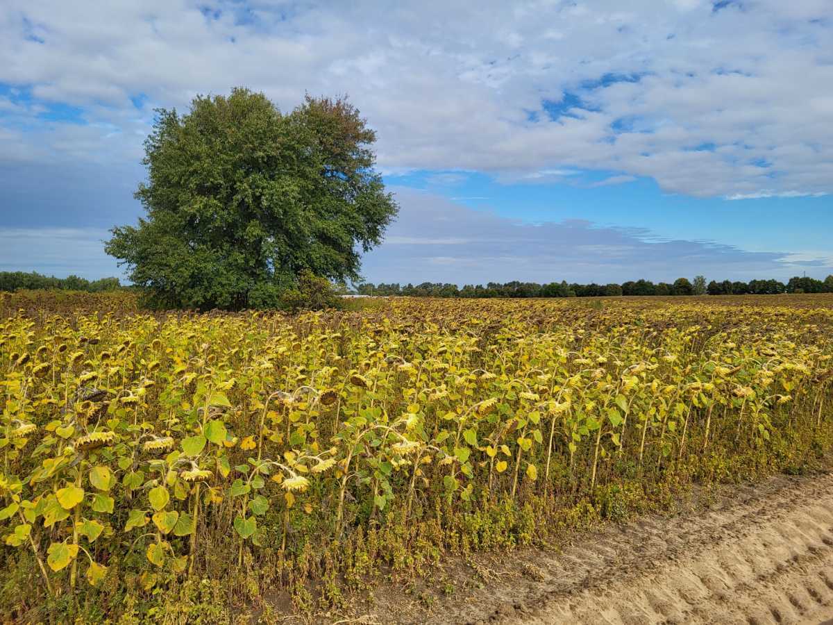 Продажа участка для личного сельского хозяйства 200 соток, Вороньков, улица б/н