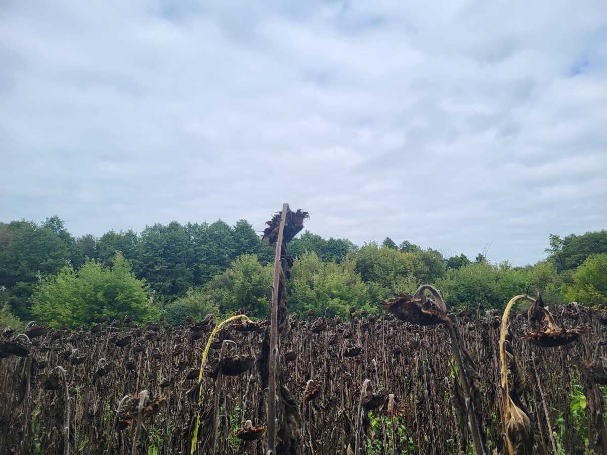 Продажа участка для личного сельского хозяйства 12 соток, б/н