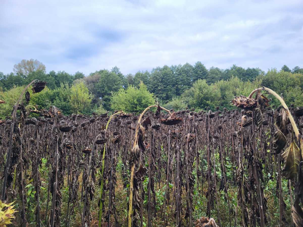 Продажа участка для личного сельского хозяйства 12 соток, б/н